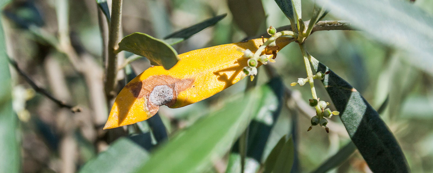 Olivo afectado por Xylella fastidiosa en campos de Valencia, informe Sanoguera