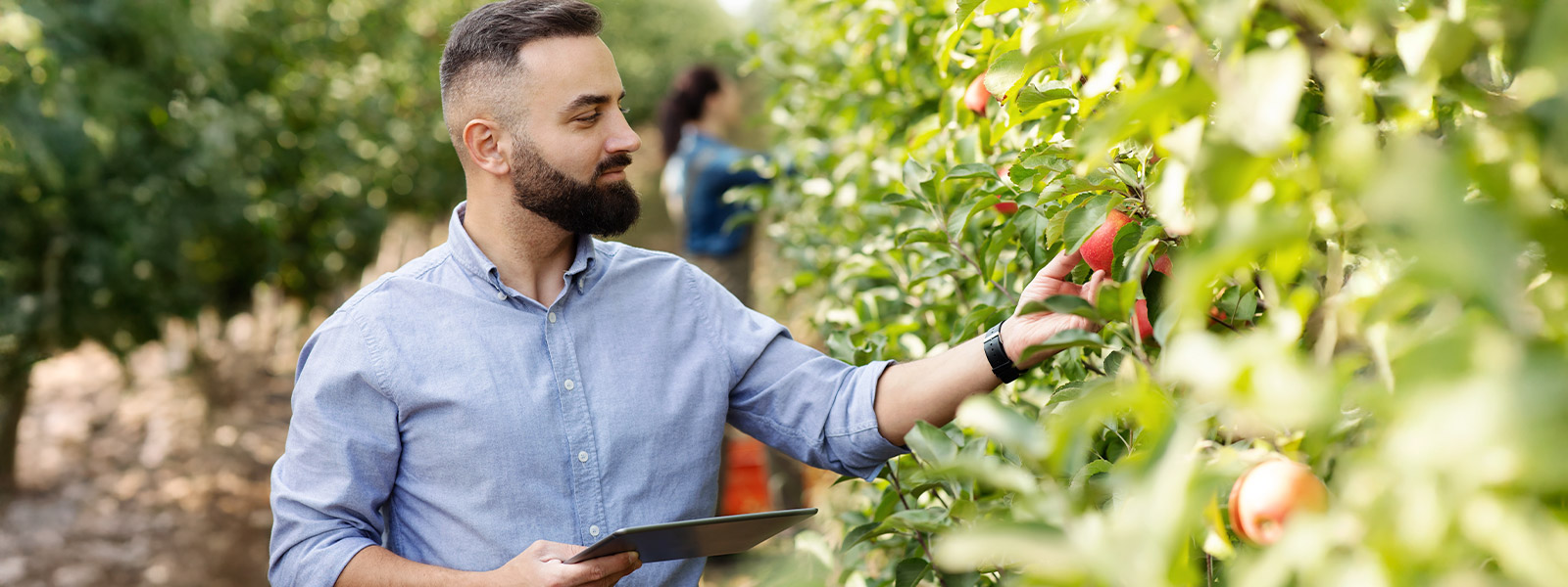 Joven agricultor valenciano en su plantación de tomates del Perelló