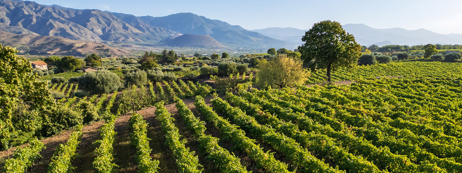 Plantación de nísperos en Callosa de Ensarriá