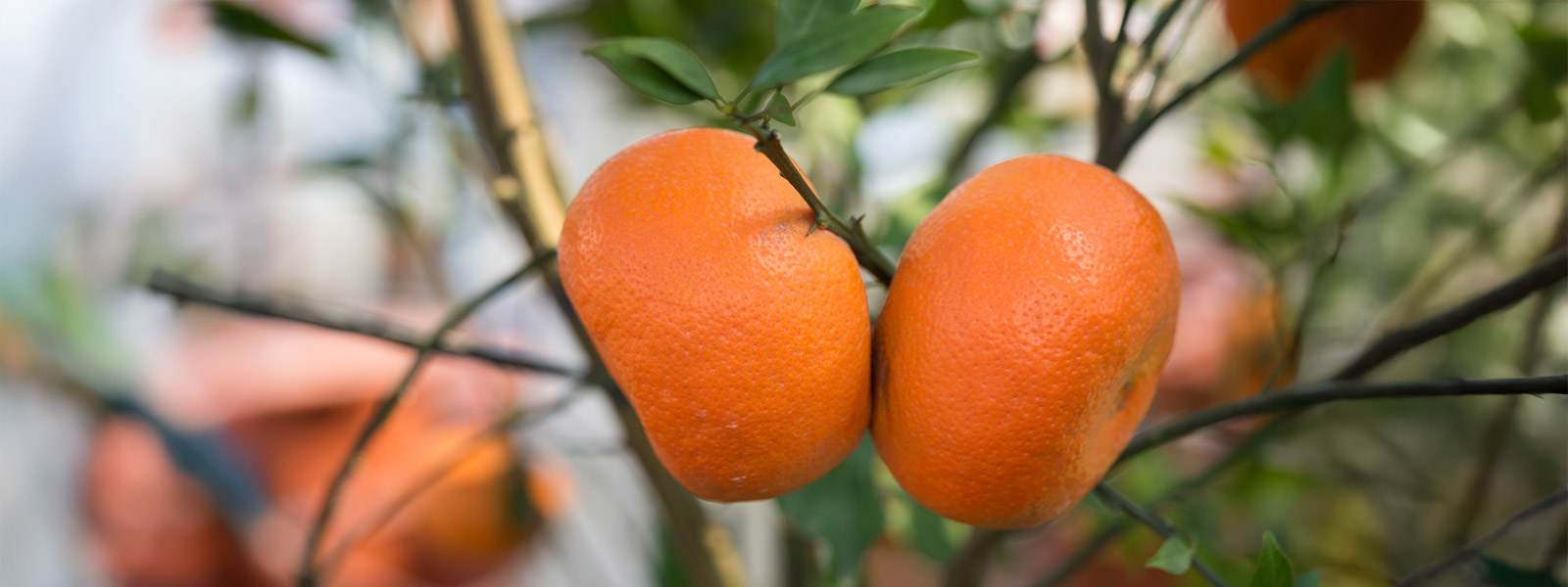 Primer plano de una mandarina Nadorcott