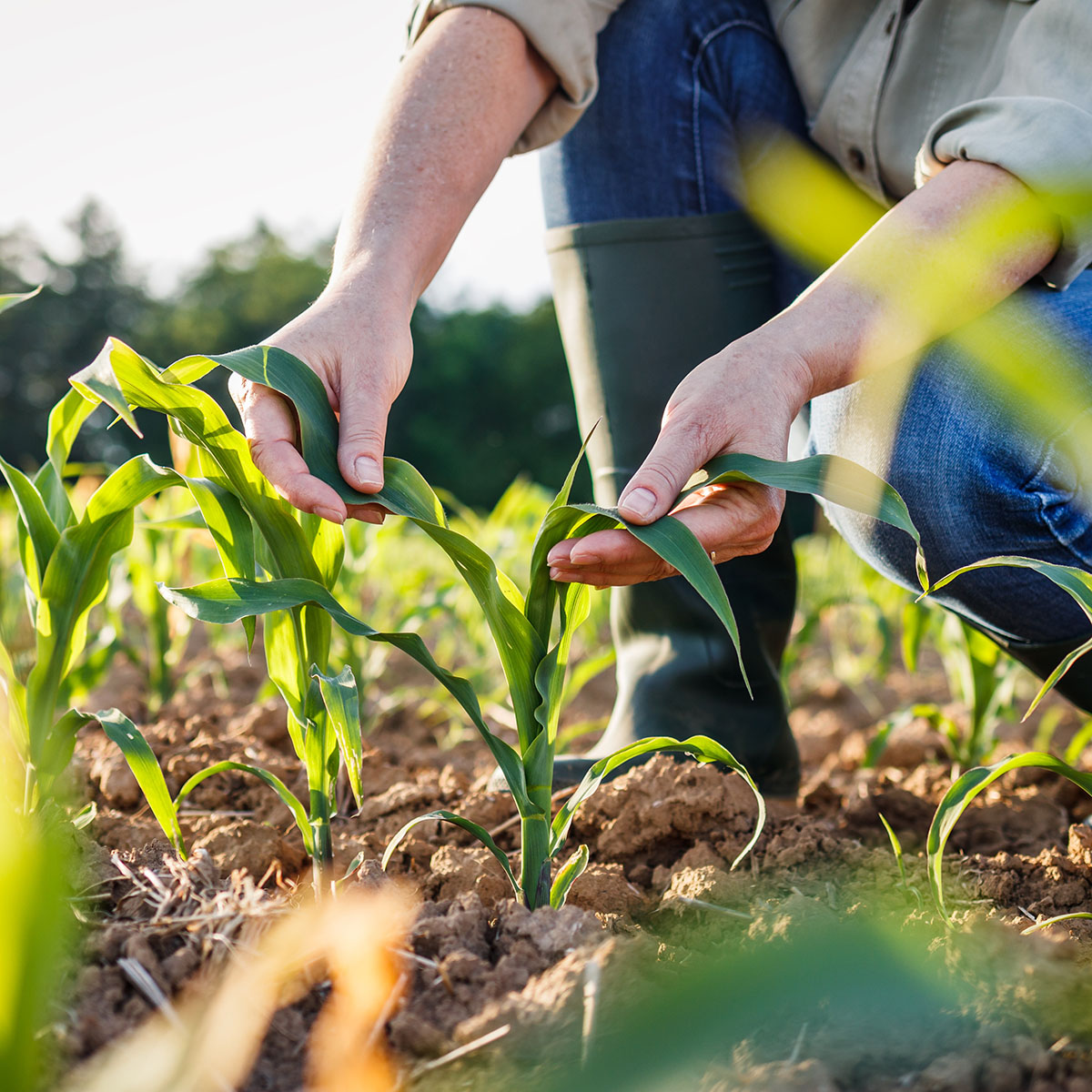 agricultora recogiendo la cosecha