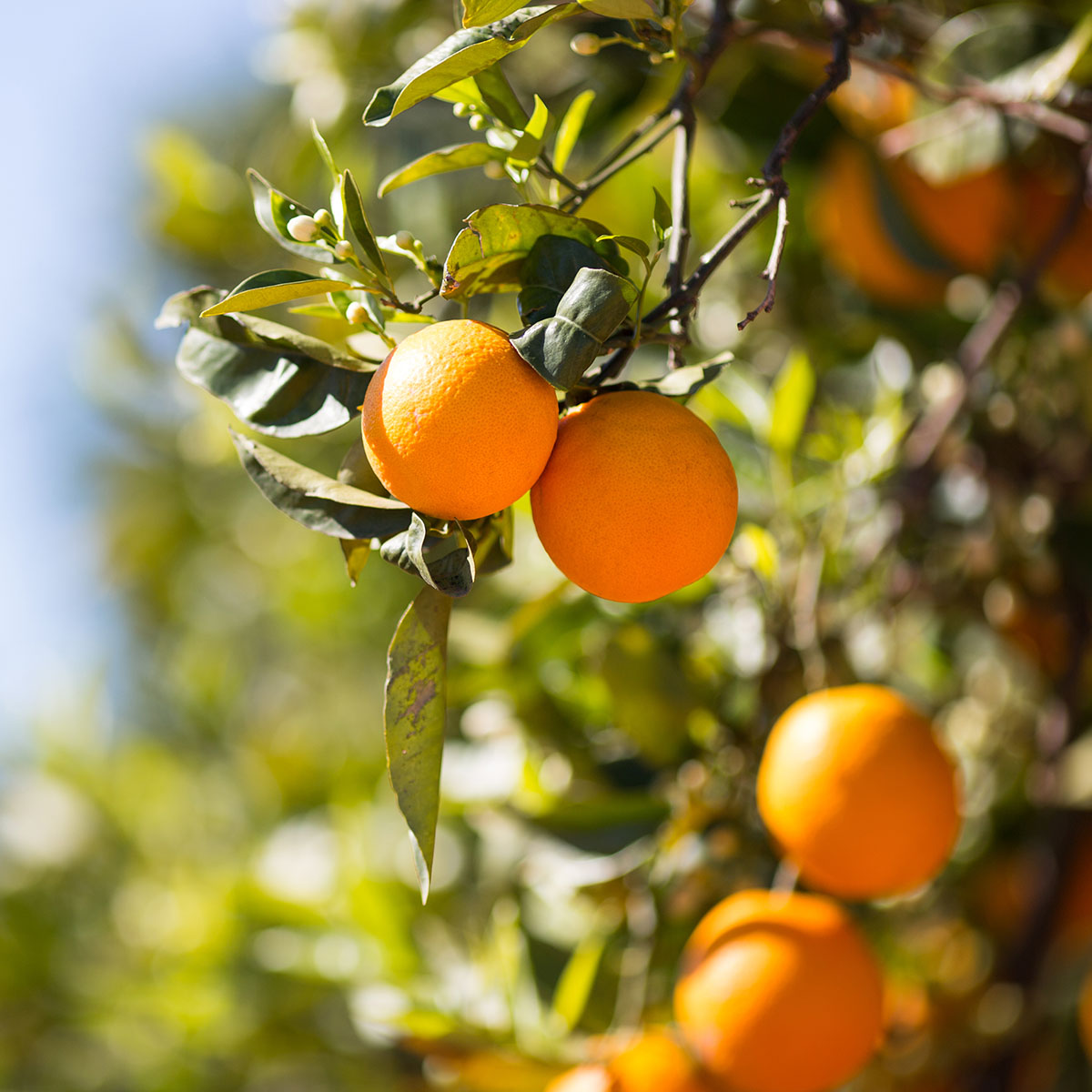 Foto de un racimo de naranjas maduras colgando de las ramas de un árbol frutal. La imagen es fresca y colorida, y muestra la belleza natural de la fruta.